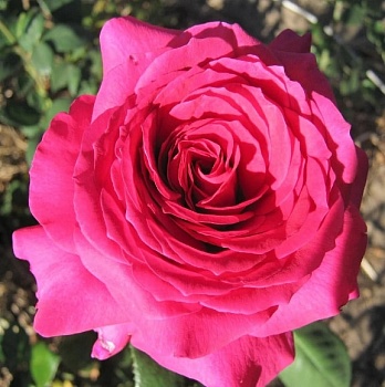 Розы саженцы чайно-гибридная Юриандра