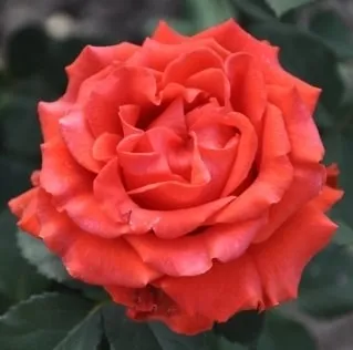 Розы саженцы чайно-гибридная Эль Торо