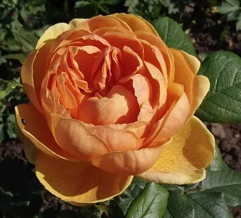 Розы саженцы чайно-гибридная Каралуна