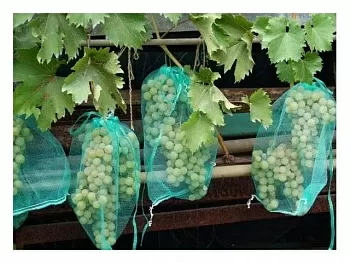 Сетка для защиты гроздей винограда от птиц и ос, 10 шт, 50 см, Inetrlok
