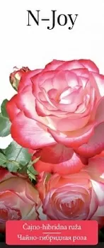 Розы саженцы чайно-гибр N-Joy