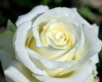 Розы саженцы чайно-гибридная Анастасия