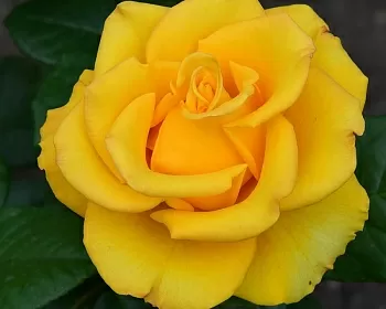 Розы саженцы чайно-гибр Керио