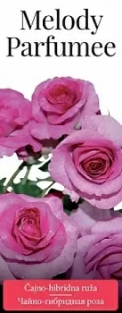 Розы саженцы чайно-гибр Melody Parfumee