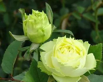Розы саженцы чайно-гибридная Лимбо