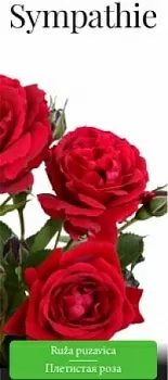 Розы саженцы плетистая Sympathie