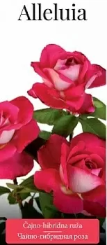 Розы саженцы чайно-гибр Alleluia