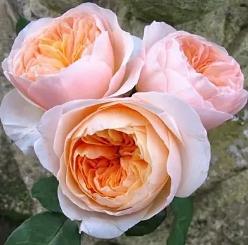 Розы саженцы английская Джульетта