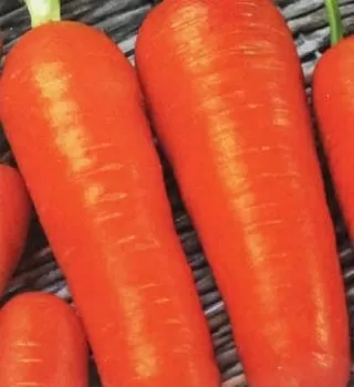 Морковь Берликумер п.2139, 1г
