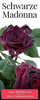 Розы саженцы чайно-гибр Schwarze Madonna