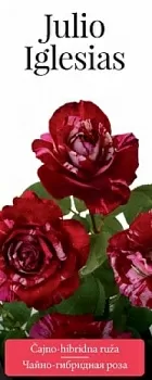 Розы саженцы чайно-гибр Jullio Iglesias