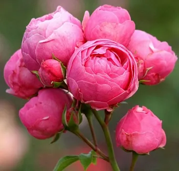 Розы саженцы флорибунда Помпонелла