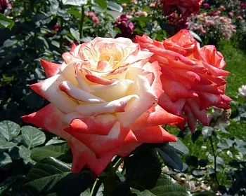 Розы саженцы чайно-гибридная Императрица