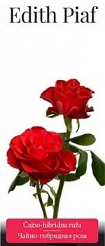 Розы саженцы чайно-гибр Edith Piaf