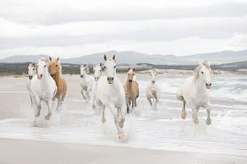 Фотообои 8-986 White Horses Komar 3.68x2.54м