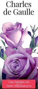 Розы саженцы чайно-гибр Charles de Gaulle