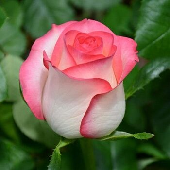 Розы саженцы чайно-гибр Джумилия