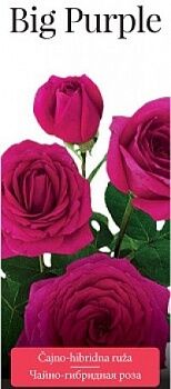 Розы саженцы чайно-гибр Big Purple