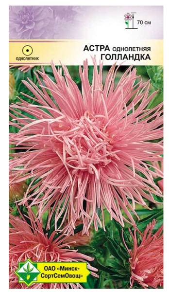 Астра Харц Голландка 0.3г МинскСортСемОвощ