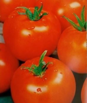 Томат Оранж 1 п. 3021  (0,3гр.), Сербия ИП СЕМЕНА