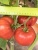 Томат БАБУШКИНО (10 шт)