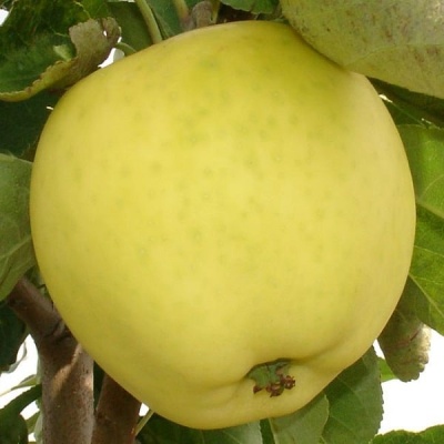 Саженцы Яблоня Белый Налив