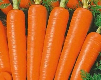 Морковь Вита Лонга п.2519, 1г