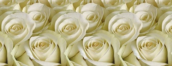 Панель кухонная (фартук) ПВХ Белая роза 0,6x3м Югпластмаркет