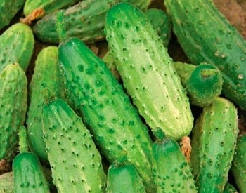 Огурец Родничок F1 п.64092, 0.3г