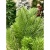 Гирлянда еловая 180см GreenTerra CER2030228775 Гирлянда еловая 180см GreenTerra CER2030228775