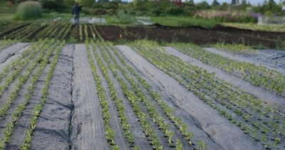 Агроткань черная 100г/м2 3.2 метра GreenTerra