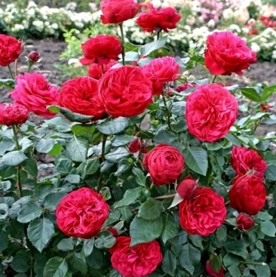 Розы саженцы чайно-гибридная Пиано Ред