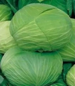 Капуста Брауншвейгская п.2299, 0.3г