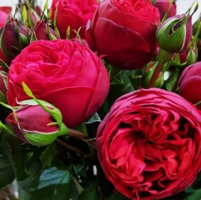 Розы саженцы чайно-гибридная Пиано Ред