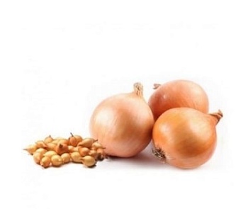 Лук севок Стурон 0,5 кг МинскСортСемОвощ