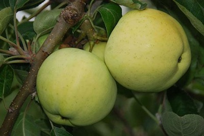 Саженцы Яблоня Белый Налив