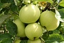 Саженцы Яблоня Белый Налив